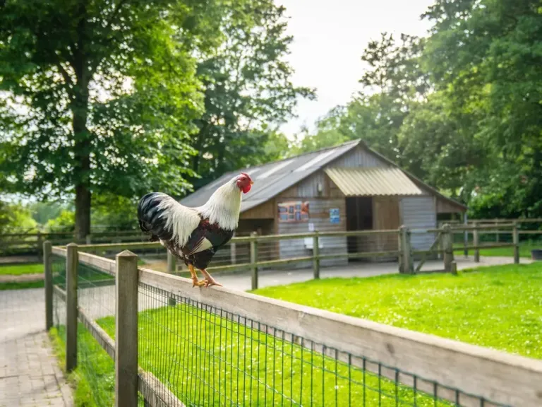 Zwemmen en water op Landal Landgoed De Elsgraven in Enter