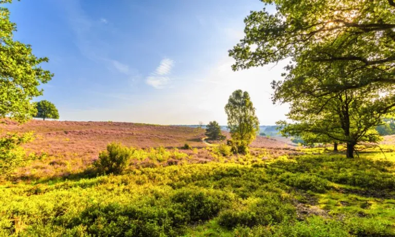 Glooiend heidelandschap met bloeiende paarse heide en losse bomen op de Veluwe bij Landal Rabbit Hill