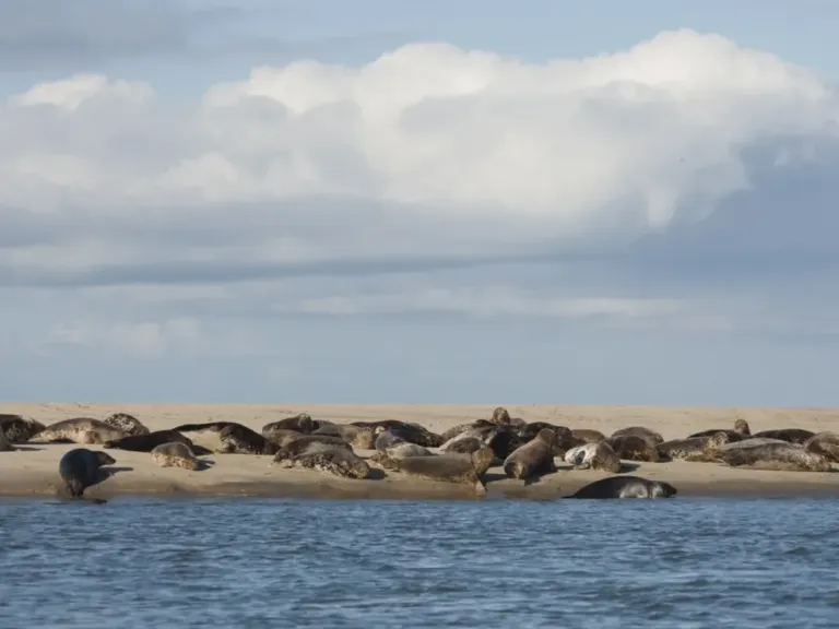 Zwemmen en water op Landal Vlieduyn in Oost-Vlieland