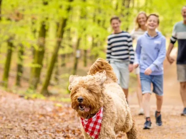 Kamperen op Ardennen Camping Bertrix